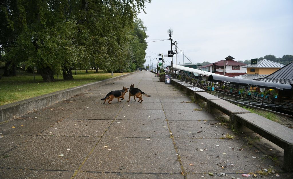 Pasji život službenih pasa u Srbiji 2 FIL 7253 01 1024x627 1