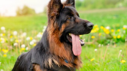 shutterstock 2339500463