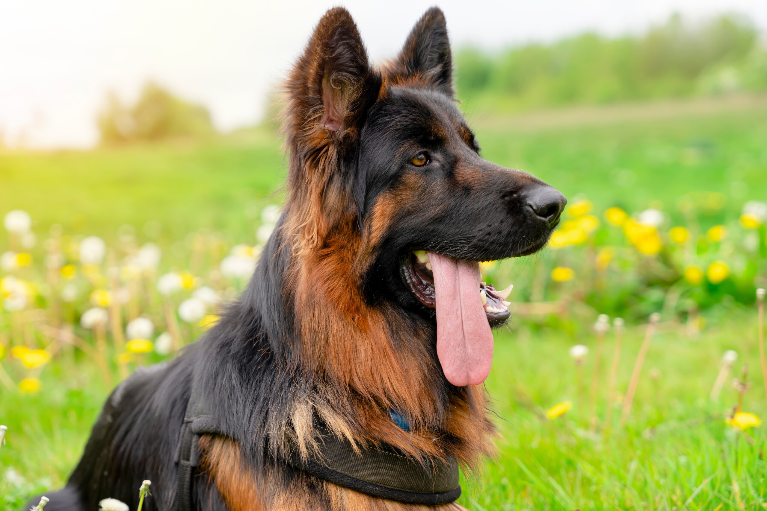 shutterstock 2339500463