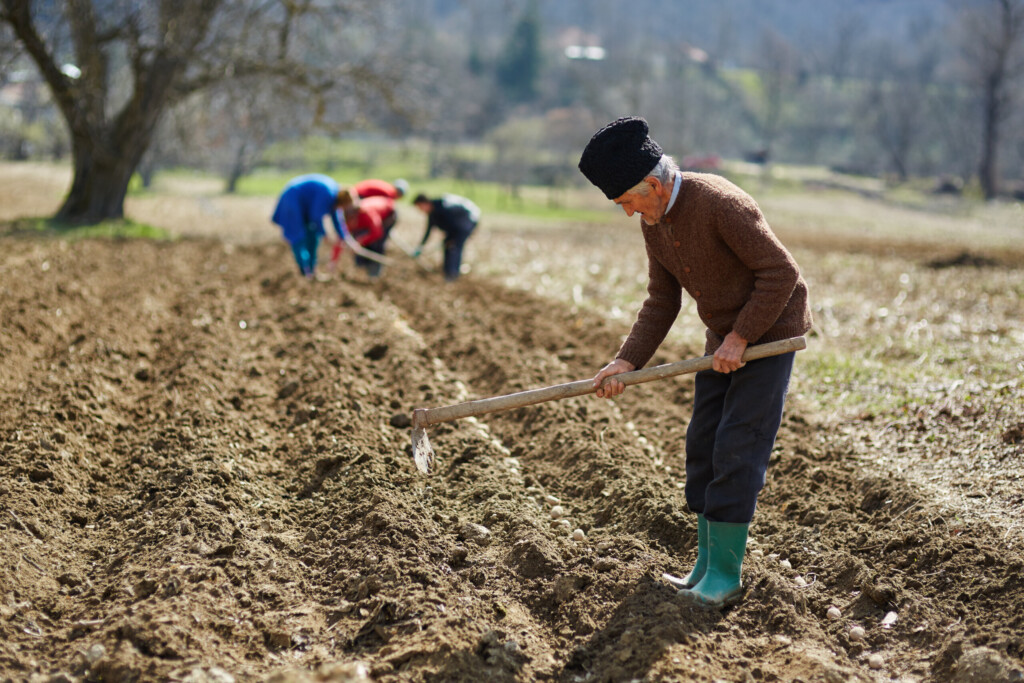 Suša obrala srpske njive 5 shutterstock 269495129