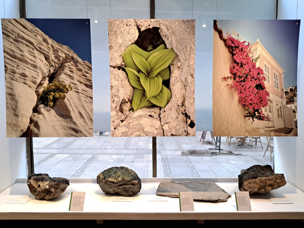 Cvet iz kamena 2 za stubac na otvaranju 2 FOTO Galerija nauke i tehnike SANU