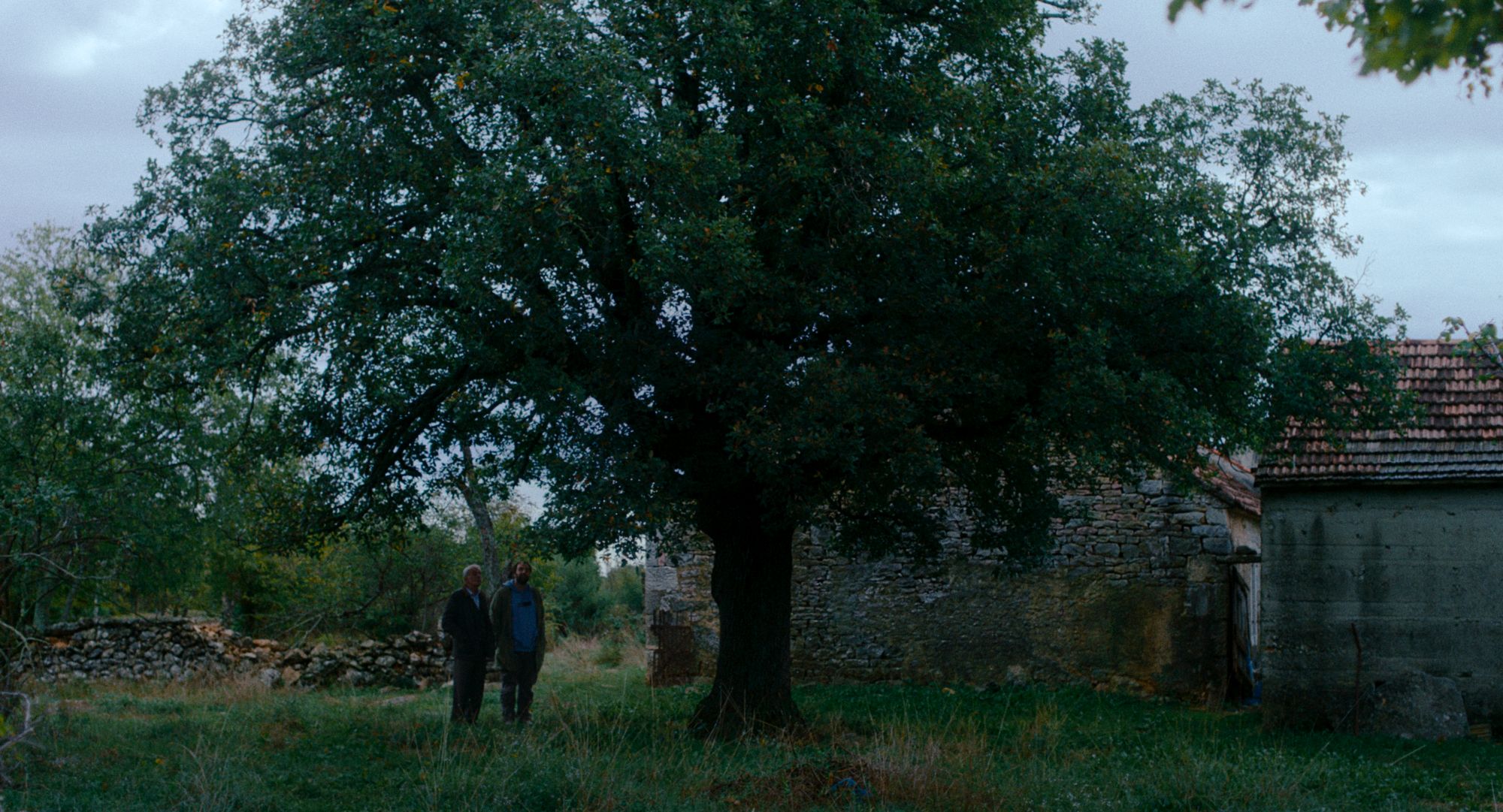 Izbor urednika: Festival, incident i vapaji 1 1762344239 Kako je ovde tako zeleno kadar iz filma 2