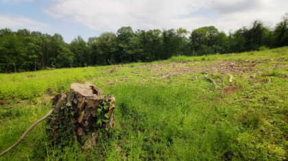 1620073497 Kosutnjak 030521 foto Vesna Lalic Nova.rs 27