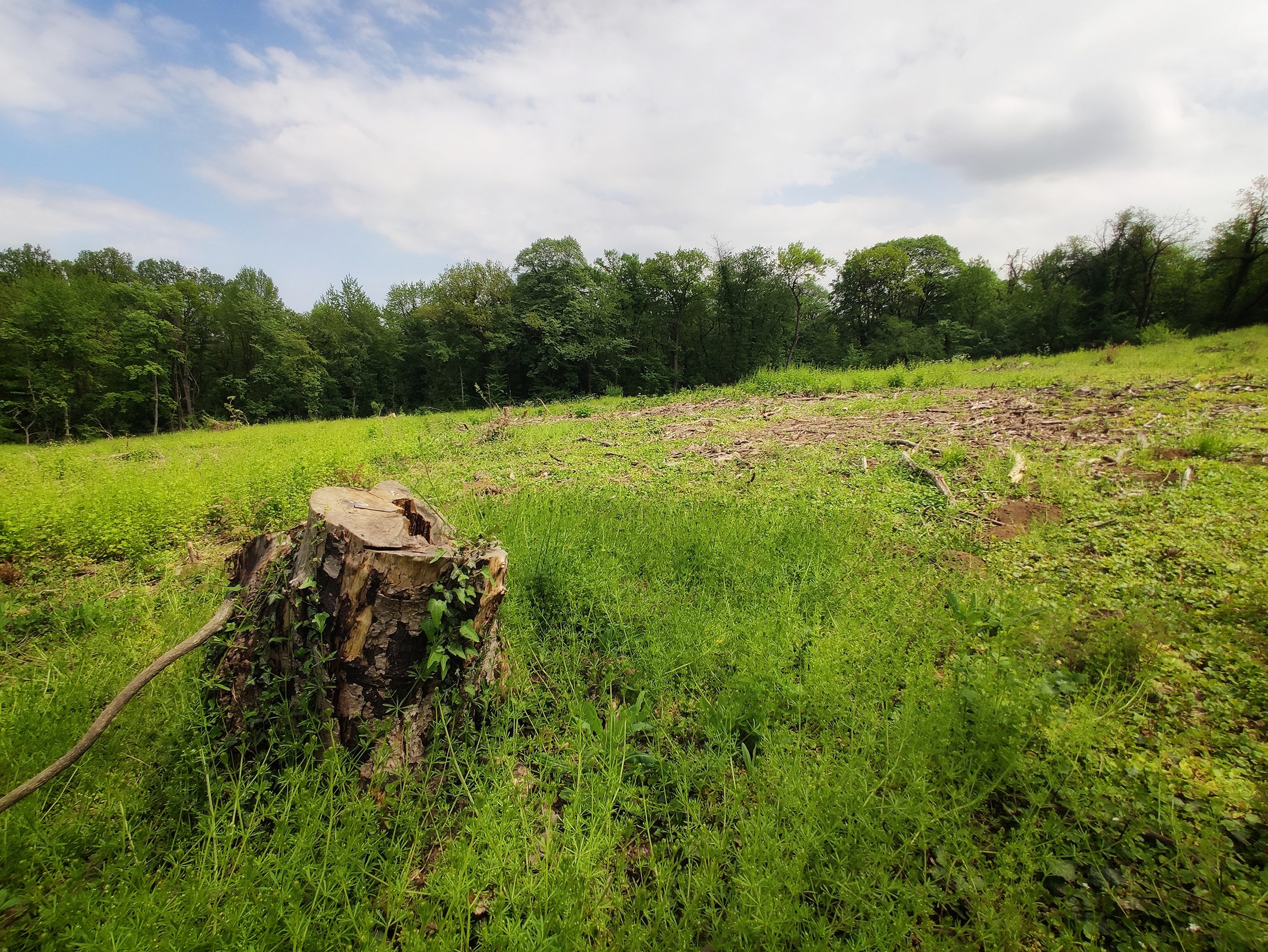 1620073497 Kosutnjak 030521 foto Vesna Lalic Nova.rs 27