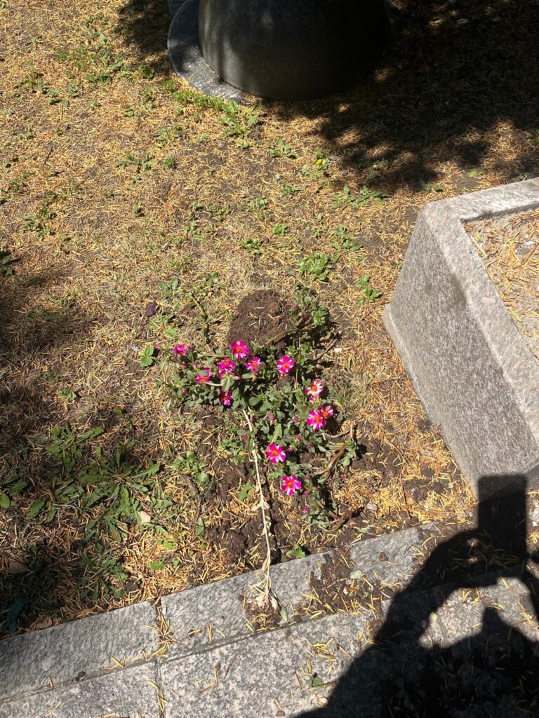 Vandalizovan grob dr Zorana Đinđića 3 364b4c7a a56c 4765 acb1 1c30a640ea73