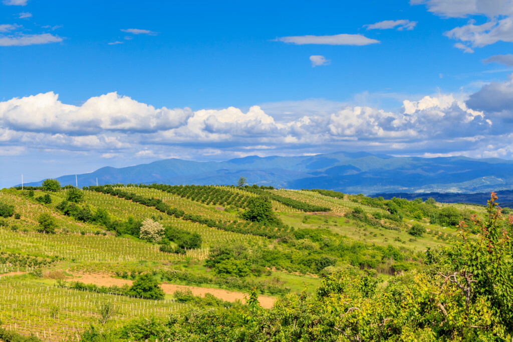 Vino, meze i miris smeća 5 shutterstock 641956177
