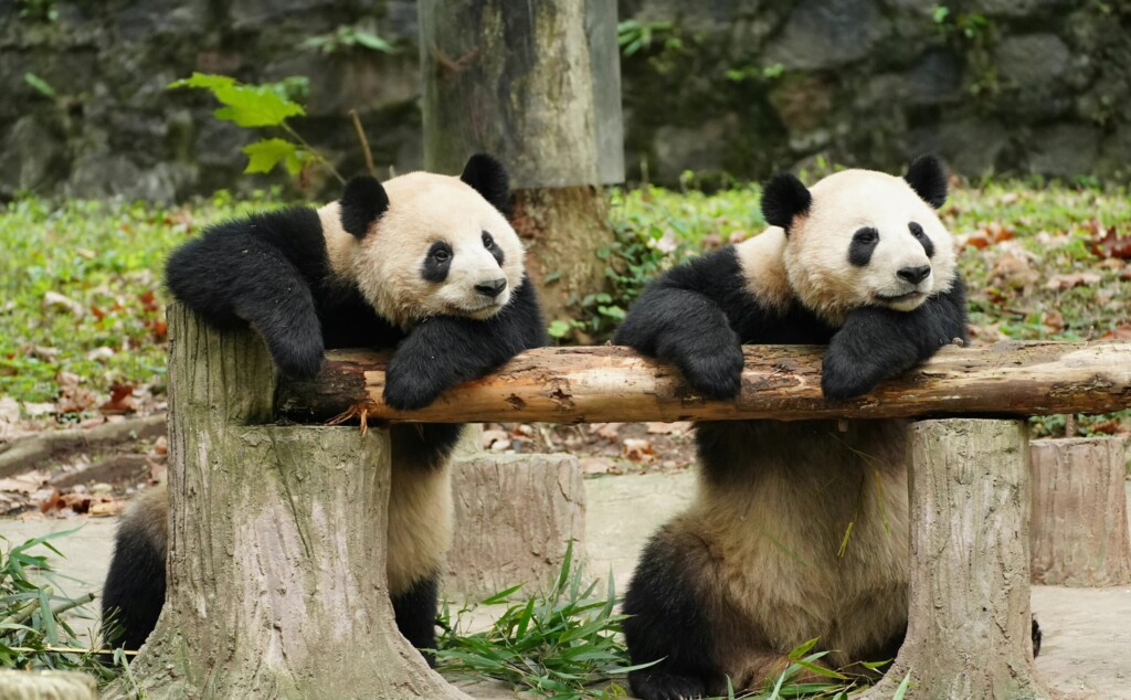 Panda diplomatija 4 shutterstock 2318956391